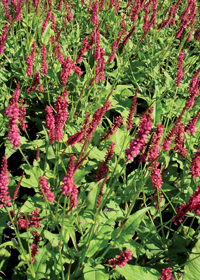 Persicaria amplexicaulis 'Firetail'